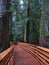 Wooden boardwalk passing big western red cedar trees in old forest at Cathedral Grove in MacMillan Provincial Park, BC, Canada.