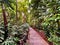 Wooden boardwalk in primary rainforest