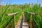 A wooden boardwalk with railings in a wet swampy area. Equipped tourist trail with wooden paths and footbridges. healthy