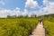 Wooden boardwalk in spurred mangrove field.