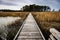 Wooden boardwalk stretching through a swampy marshland in the Chesapeake Bay,  the United States