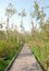 Wooden boardwalk through a swamp