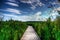 Wooden Boardwalk in Tall Reeds