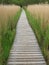 Wooden Boardwalk in Tall Reeds