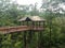 Wooden boardwalk and treehouse in forest or woods