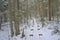 Wooden boardwalk through a winter pine forest in the Estonian countryside on a colorful evening sky