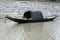 Wooden boat crosses the Ganges River in Gosaba, West Bengal, India