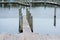 Wooden Boat Dock with iron mooring cleats. Enclosed area of water in a port, where ships stay while goods are taken on or off