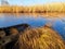 Wooden boat in water with reed