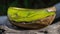 a wooden bowl sitting on top of a tree branch next to a white rock and a green leafy plant in the backround of the bowl