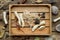 Wooden box, dried roots, nut shell, coconuts, dry plants, eucalyptus, lotus seeds for floristic design on old wooden board.