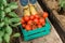 Wooden box filled fresh vegetables in garden - harvesting and gardening