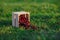 Wooden box with fresh ripe cherry on green grass at sunset. Summer fresh fruits.