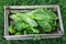 wooden box with freshly harvested leaves and fruits from the organic garden