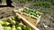 A wooden box with a harvest of pears. Harvesting in the garden. Agricultural industry