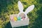 Wooden box with multicolour eggs and bunny ears on the grass for Easter celebration