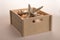 Wooden box with shells on a white background. Sea treasures in a box. Starfish with shells
