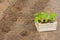 Wooden box with small cucumber`s sprouts ready for seeding