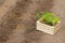 Wooden box with small cucumber`s sprouts ready for seeding
