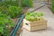 Wooden box with sprouts small cucumber ready for planting on the ground