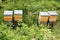 Wooden boxes, beehives, apiary in the garden, the concept of creating natural honey, pollination of honey plants, ecological