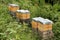 wooden boxes  beehives  apiary in the garden  concept of ripening natural honey  pollination of honey plants  ecological