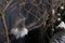 Wooden branches and Dreamcatcher with white feathers. dark background and black-and-white pillows