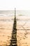 Wooden breakwater poles covered with moss