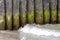 Wooden breakwaters are covered with algae