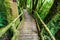 Wooden bridge at angka nature trail in doi inthanon national park