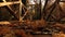 Wooden bridge in the autumn with sun rays