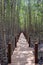 The wooden bridge, boardwalk, wooden walkway for nature trail the mangrove forest