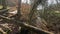 Wooden bridge and a clear stream in sunny forest