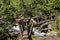 A wooden bridge crosses a creek on a hiking trail.