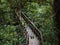 Wooden bridge during day time, in flesh green moss forest