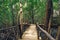 Wooden bridge dense forest Tanzania Zanzibar Jozani national par