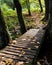 Wooden bridge with dry leaves during autumnal season. Celestial trail in the woods or ethereal path in a forest lit by sun rays