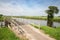 Wooden bridge in Dutch National Park