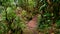 Wooden bridge on a footpath leading to Morne Blanc, Mahe, Seychelles through densely grown rain forest.