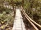 Wooden bridge, footphath in forest landscape , jungle bridge