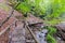 Wooden bridge in a forest, autumn