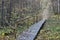 Wooden bridge in the forest and park