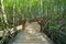 Wooden bridge in a mangrove forest at Tung Prong Thong, Rayong, Thailand