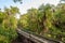 Wooden bridge through mangrove in Karamjal area in Sundarbans national park - Bangladesh