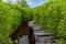 Wooden bridge at the mangrove tropical nature park at Landhoo island at Noonu atoll