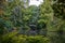 A wooden bridge in the midst of green landscape in the Tiergarten park