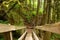 Wooden Bridge in Moss Forest