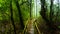 Wooden bridge with moss in natural park under rain