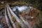 A wooden bridge over a rapid mountain stream in Taiga boreal forest