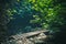 Wooden bridge view in Ida Mountain Kazdagi National Park. Atmospheric green habitat. Edremit, Balikesir, Turkey